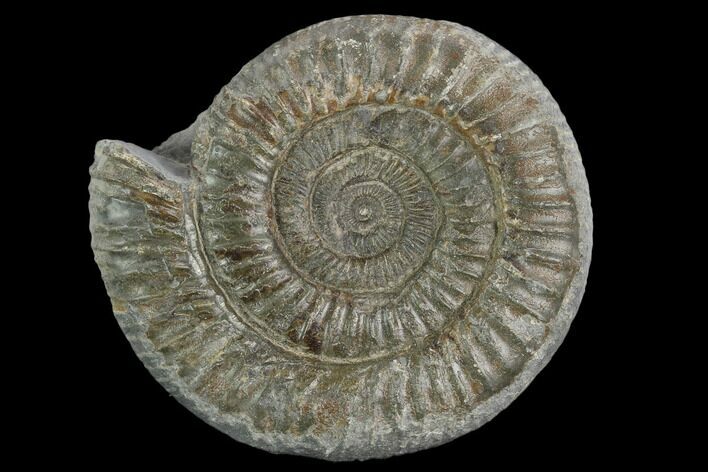 Ammonite (Dactylioceras) Fossil - England #127498